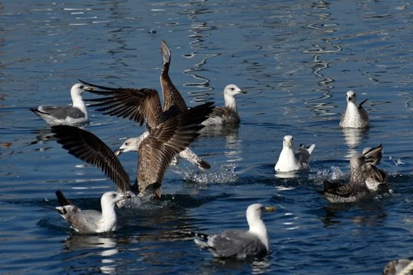Comment préparer une croisière avec un focus sur l'observation des oiseaux marins rares ?